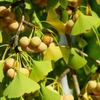 ginkgo biloba