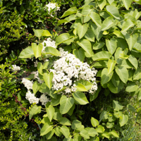 chinese tree lilac