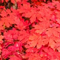 bigtooth maple