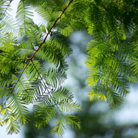 dawn redwood