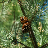 austrian pine