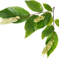 hop hornbeam