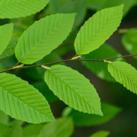elm