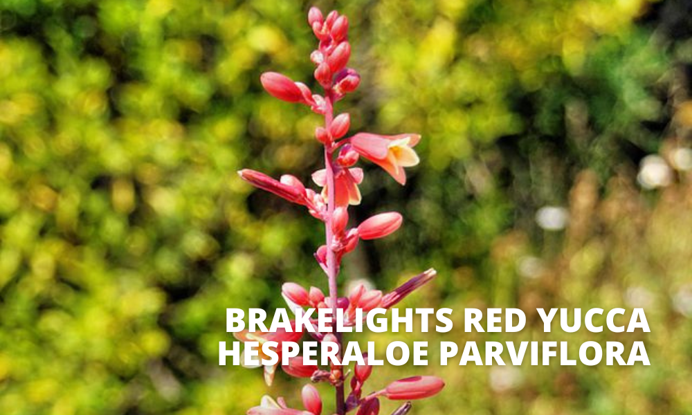 Brakelights Red Yucca City of Draper