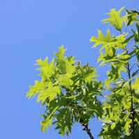 shumard oak