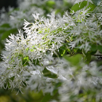 white fringe tree