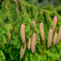 norway spruce