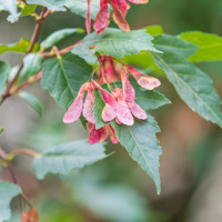 amur maple