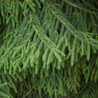 oriental spruce