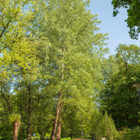 cottonless cottonwood