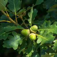 gambel oak