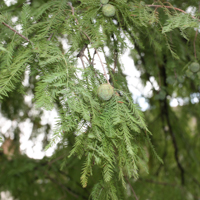 bald cypress