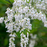 american yellowwood