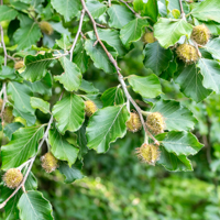 columnar beech
