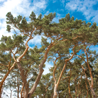 scotch pine