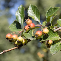 thornless cockspur hawthorn