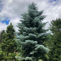 concolor fir