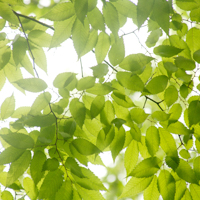 zelkova