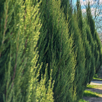 columnar juniper