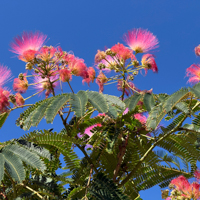 mimosa silk tree