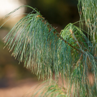 white pine